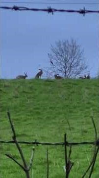 Hares Chasing Each Other in a Field
