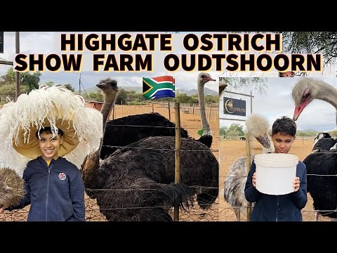 Highgate Ostrich Show Farm, Oudtshoorn | Feeding the Ostriches | South Africa 🇿🇦
