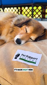 Most people think of a dog bed as just a soft place to sleep. But for dogs in recovery, with joint pain, or simply getting older, it’s a foundation for healing. This isn’t about luxury. It’s about giving your dog the kind of support their body and energy need to rest, recover, and feel safe. A calm, confident life starts with real rest. That’s what this bed offers. Get yours at petsupportsystems.com La mayoría de las personas piensa que una cama para perros es solo un lugar suave para dormir. Pe