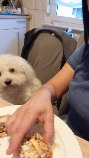 #perte #dogfunny #ringodance_official #funny #funnyvideo