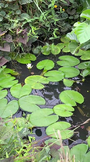 How I unknowingly created an ecosystem that has catfish and tortoises in the middle of my backyard plantation. I have no idea how 😹. #backyardplantation #ecosystem #catfish #tortoise #ralphgabah