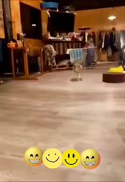 Spotted Owl Walking and Turning in Indoor Environment