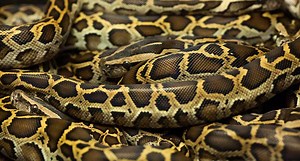 Florida is Hiring 50 New Python Hunters, Are You Up for It?