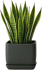 PLANTATOREM Ceramic Cube Plant Pot with Drainage and Saucer – Modern Decorative Planter for Home or Office (Matte Cool Grey, 4.5" D x 4.0" H -Single Pot)