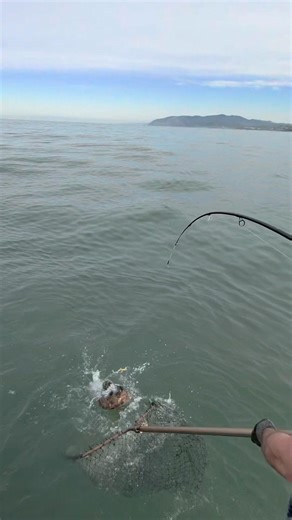 Cabazon catch ‪@PNWCOASTFISHING‬ #oregon #greatpnw #shorts #shortsvideo #fyp #fishing #fish #short