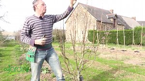 Tailler un arbre fruitier en quenouille