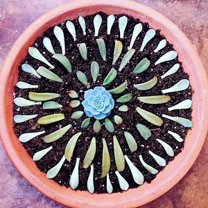 How to Quickly Propagate Succulents! 🌿 | Garden Answer