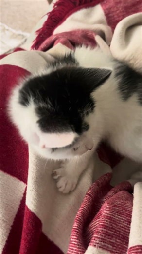 Kitten playing on my lap #cuteanimal #cute #funny #kitten #relaxing