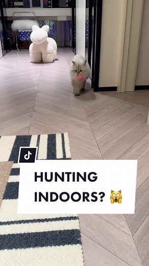 Interactive Chirping Cat Toy for Hunting Experience | Cuddles and Meow