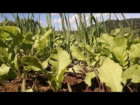 The POWER of Winter Rye for Whitetail Food Plots
