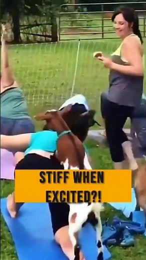 These Goats Don’t Faint… Here’s What Actually Happens 😳 #faintinggoats #animalfacts