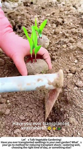 Transplanting Vegetable Seedlings – Giving Plants Room to Grow! 🌱🧑‍🌾