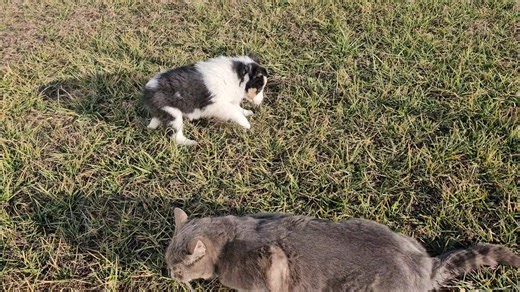 Shetland Sheepdog - Sheltie puppy for sale