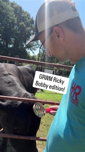 #grwm Ricky Bobby the angus bull edition! Ricky will be visiting another ranch for the next three months. I’m getting his hair done before he leaves so the cows will really see how much of a stud he is. 💪😁😊 #ranch #farmlife #farmanimals #cattle