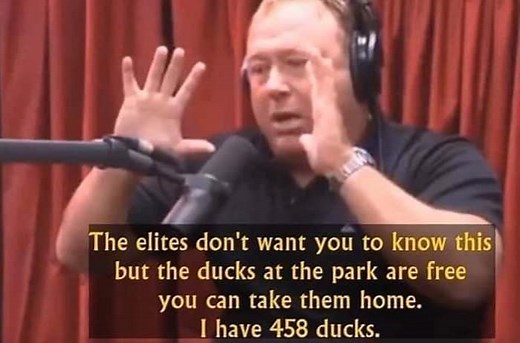 The Ducks at the Park are Free | Know Your Meme
