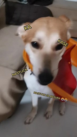 Istg i cant stop laughing 😭😭😭 #fyp #foryoupage #dogs