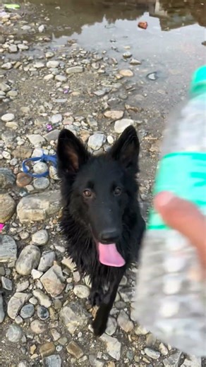 Goodboy Ashla #gsd #blackgermanshepherd #shepherdshonor #river #pets #discipline