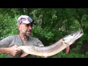 32 Inch Pike On A Nightcrawler
