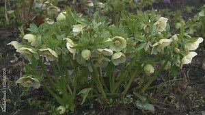 Hellebores (helleborus argutifolius) in flower. springtime. cross processed