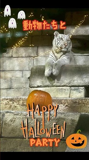 動物たちとハロウィンパーティー🎃 #東武動物公園 #動物 #動物園 #カバ #まんぷく #ホワイトタイガー #ホンドリス #アカゲザル #メンフクロウ #ハロウィン