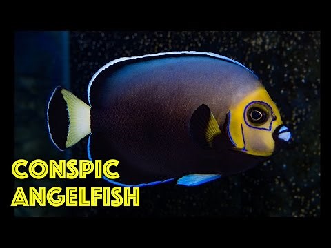Rare Conspicuous Angelfish