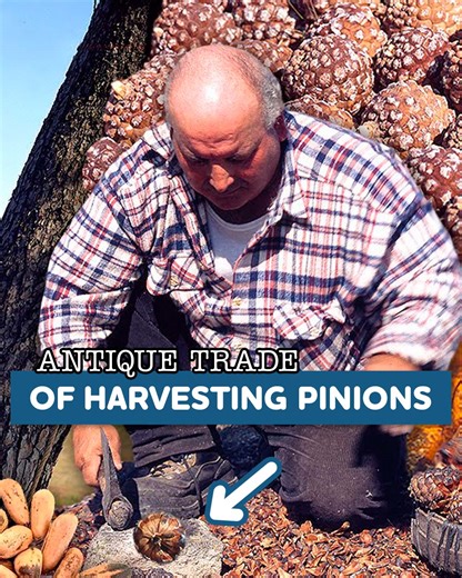 Pine Cones Burning to Extract the Delicious Pine Nuts🌳 | Eugenio Monesma Documentaries