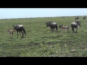 Wildebeest Migration - Serengeti