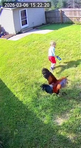 Rooster Saves Child from Venomous Snake