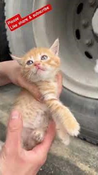 Very painful moments for kittens😞😞#cat#streetcat#petscare#mothercat#cutekitty#straypets #cat#kitty