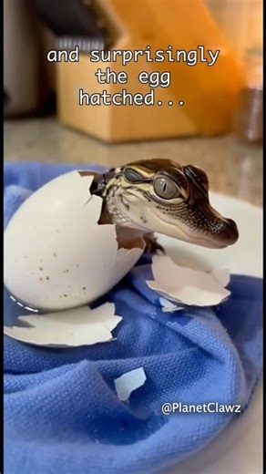 OMG 😱 Mans Reads Stories to an Alligator Thinking He is His Son #wholesome #animal #wildlife