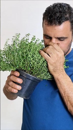 Tomilho-Limão: Como Cultivar e Usar Essa Planta Aromática em Casa #plantas #jardinagem #jardim
