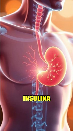 Páncreas: Clave de Tu Salud 🍽️