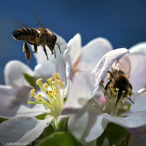 731K views · 11K reactions | After more than a decade of decline, honeybees are finally making a well-deserved comeback. ❤️ | HuffPost | Facebook