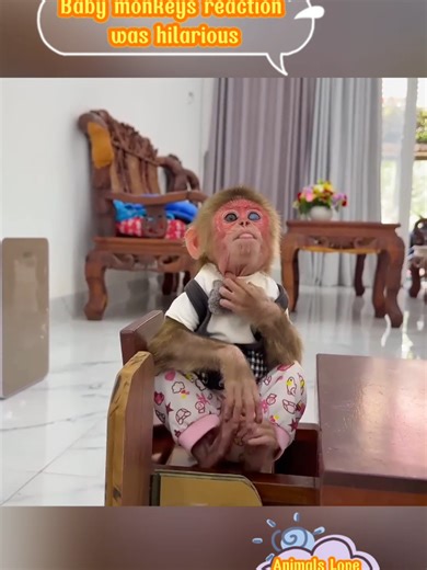 Hilarious Reactions of Baby Monkeys