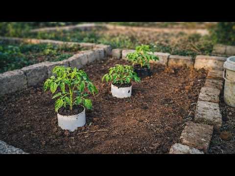 Do THIS While Planting Tomatoes and Watch Them Grow Faster with ZERO Transplant Shock!