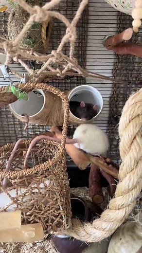 Adorable Pet Rat Morning Routine 🥹