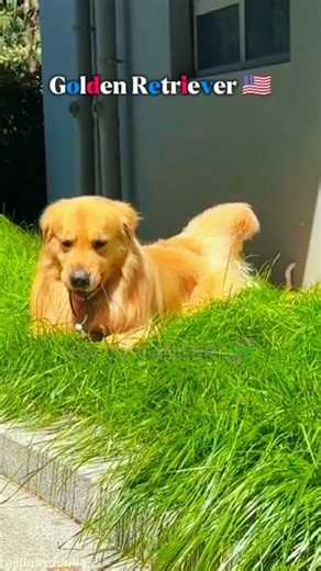 Golden Retriever vs Alaskan Malamute: Cancer Research vs Tail Warmer! #shorts