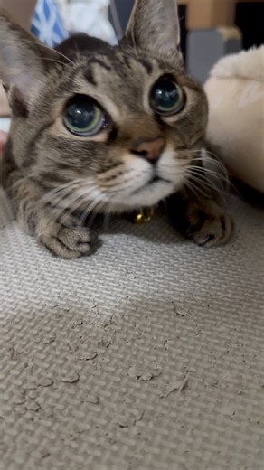#キジ猫むーちゃん #cat #猫のいる暮らし