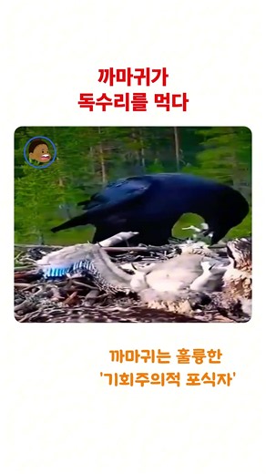 The Terrifying Reason Why the "Ultimate Omnivore" Crow Targets Baby Birds