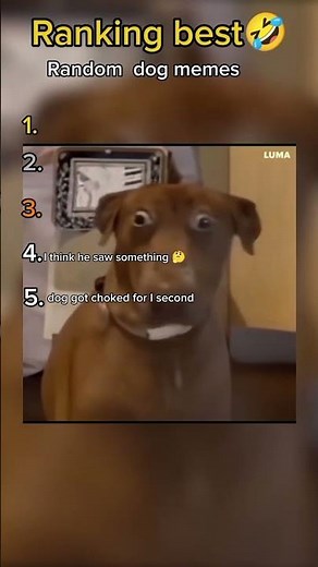 Ranking best random Dog memes😂🤣🐶