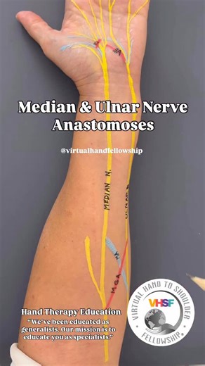 3.4K views · 120 reactions | The median and ulnar nerves share...