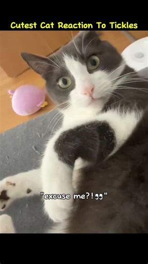 Cutest cat reaction to tickles