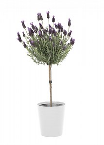 Expert Gardener 2.5QT Purple Lavender Live Tree Plant Decorative Pot Sun