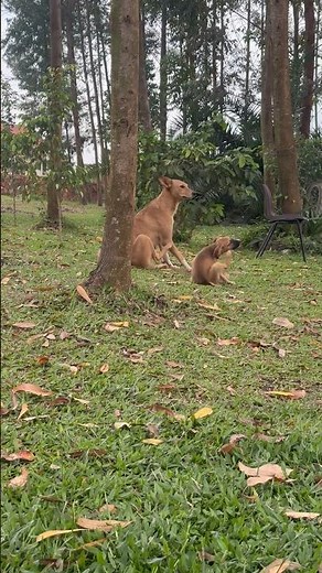 Beautiful African Dogs 🐕