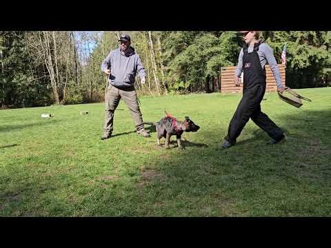 How To Start A Working Puppy in Protection Work