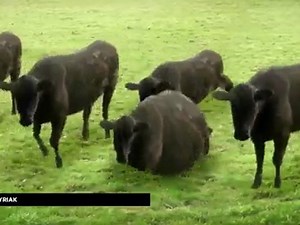 Cows & Cows & Cows, de Cyriak (montage)