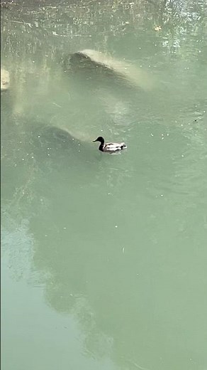 Nature’s Calm: Duck Swimming Serenity 🦆