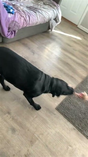 Dog versus dog ￼￼