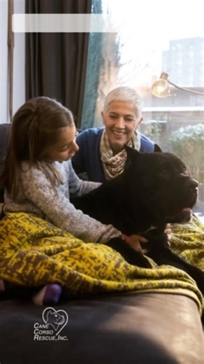 🚨 WE NEED YOUR HELP 🚨 Cane Corso Rescue, Inc. is dedicated to saving and rehoming these beautiful, loyal dogs. By adopting, you’re not only giving a dog a second chance at life, but you’re also supporting a great cause. Adopt, don’t shop. Help us continue our mission and bring joy into your home with a loving companion. 🐾❤️ #CaneCorso #RescueDogs #AdoptDontShop #SupportRescue #DogLovers #SaveLives | Cane Corso Rescue