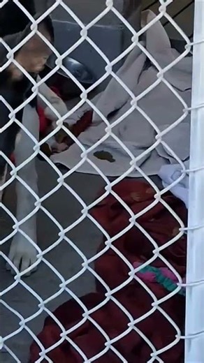 This White Shepherd Was Returned After Adoption #shelterdog #heartbreaking #dog